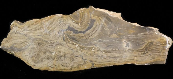 Devonian Stromatolite Slice - Orkney, Scotland #40115